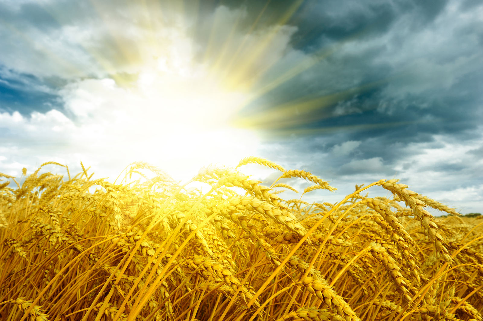 Пшеничное солнце. Пшеница солнце. Пшеничное поле с лучами солнца. Бескрайние поля пшеницы. Яркое солнечное пшеничное поле.
